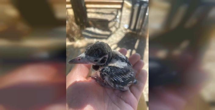 Fırat EDAŞ: Doğaya duyarlı yaklaşımla iki canlı kurtarıldı