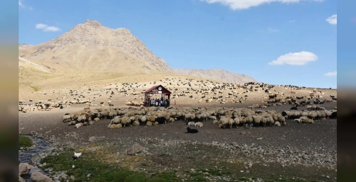 Hakkari'de şap hastalığı nedeniyle uygulanan karantina kaldırıldı