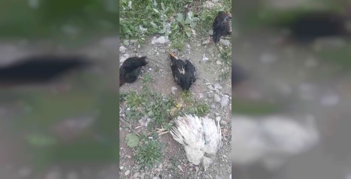 Hakkari Yüksekova'da başıboş köpekler 21 hindi ve tavuğu telef etti