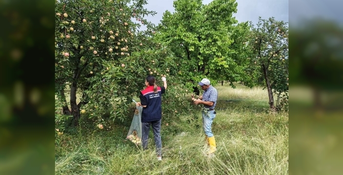 Kağızman'da elma bahçelerinde pestisit denetimi