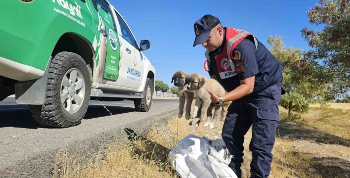 Karayolu kenarına atılan iki yavru köpek kurtarıldı