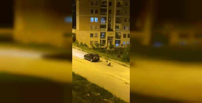 Kars'ta eşeği arabayla çekenlere ceza