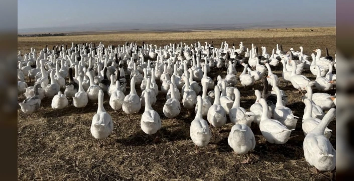 Kars'ta meşhur kazlar besiye alındı