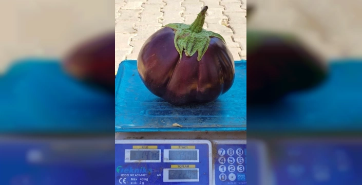 Kemaliye'de karpuz görünümlü patlıcan