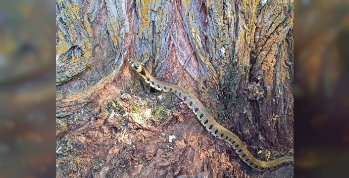 Küpeli Su Yılanı Erzincan'da Görüntülendi