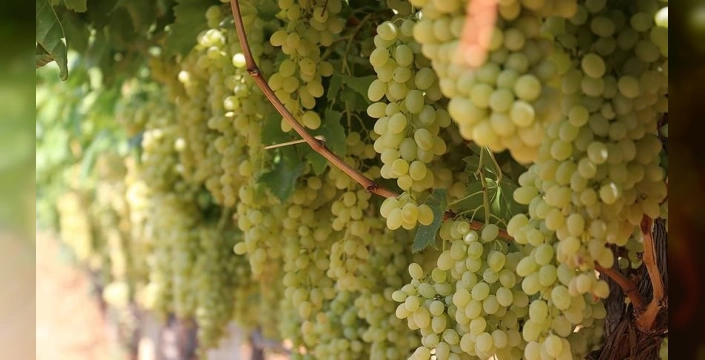 Manisa'da üzüm hasadı: Çiftçiler gece nöbetinde