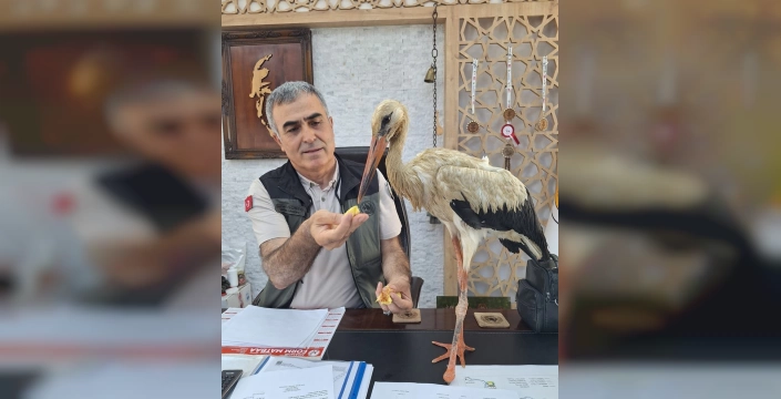 Mersin'de yaralı leylek koruma altına alındı