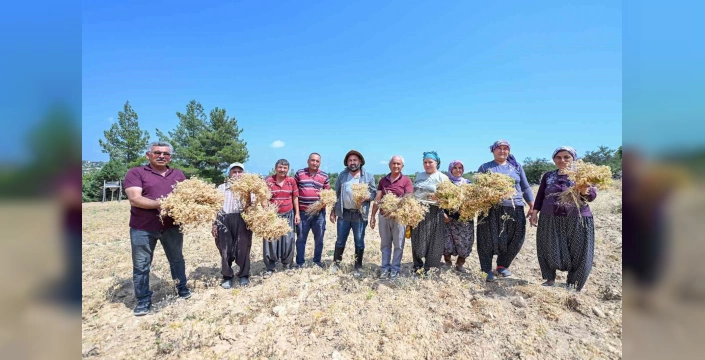 Mersin'de yerli nohut projesi devam ediyor