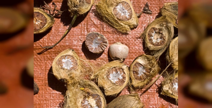 Muskat: Mideden beyne, ciltten bağışıklığa doğal bir şifa kaynağı