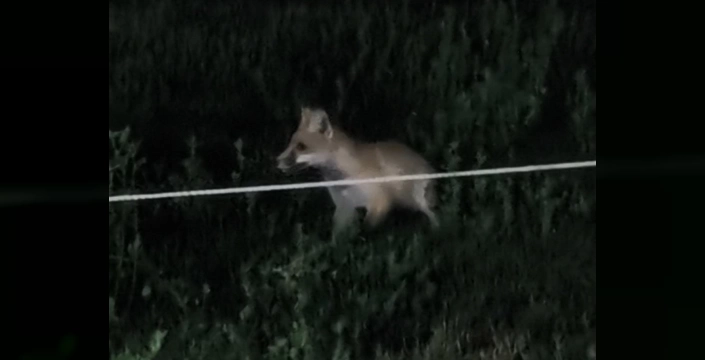 Tatvan'da tilki paniği: Site bahçesinde görüldü