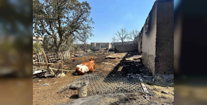 Uşak'ta Orman Yangını: Köyler Tahliye Edildi, Hayvan Kayıpları Var