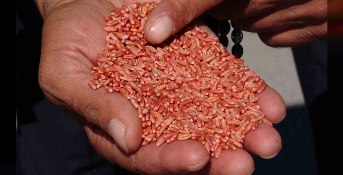 Van’da 11 bin çiftçiye 11 bin ton sertifikalı tohum dağıtıldı