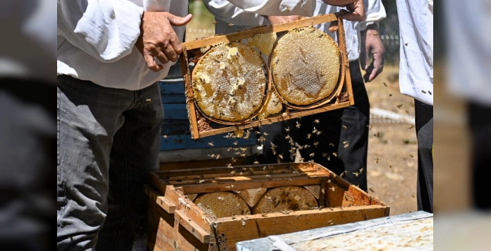 Van'ın Çatak ilçesinde karakovan balı hasadı başladı