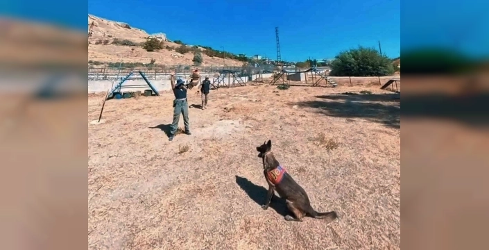 Van Jandarmasının köpekleri düzenli antrenmanlarla görev için hazırlanıyor