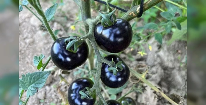 Yüksekova'da siyah domates üretimi devam ediyor