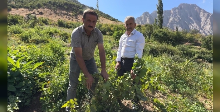 Yüksekova'da yerli üzüm üretimi dikkat çekiyor