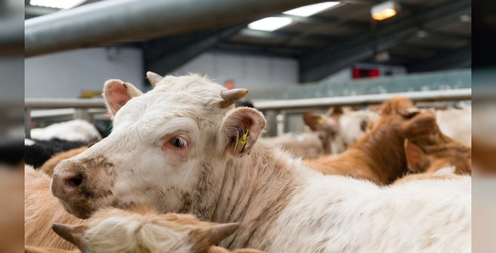 Yumaklı açıkladı: 6 ilde daha hayvan pazarları açıldı