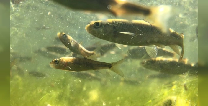 Yumaklı açıkladı: Su ürünleri üretiminin yüzde 80'inden fazlası planlı üretime alındı